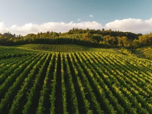 Farmers save 59% of herbicides through computer vision